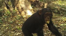 Chimpansee passeert een cameraval, onderzoek in 2023