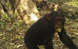Chimpansee passeert een cameraval, onderzoek in 2023