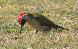 Picus viridus. Groene specht