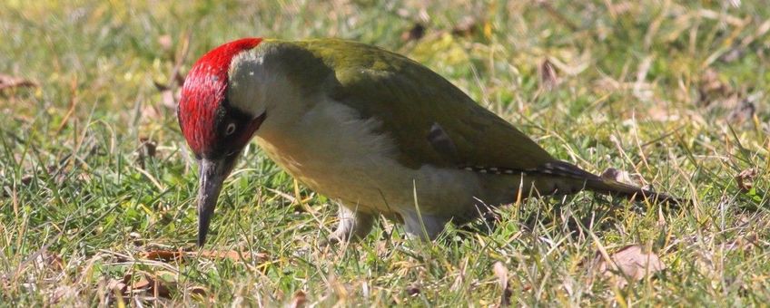 Picus viridus. Groene specht