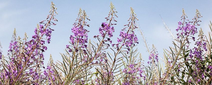 Chamaenerion angustifolium, Wilgenroosje