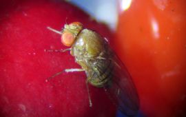 Eiafzet van de suzukii fruitvlieg op cotoneaster