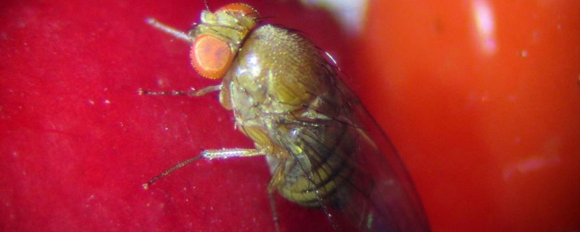 Eiafzet van de suzukii fruitvlieg op cotoneaster