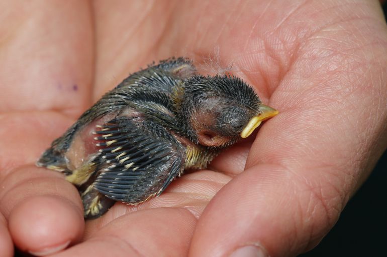 Als een jonge vogel nog klein en (deels) kaal is, is het soms mogelijk hem terug op het nest te zetten