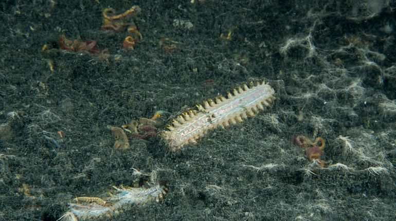De bodem is bezaaid met ontelbare dode wormen en vele andere soorten zeedieren