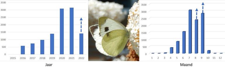 Waarnemingen per jaar en per maand van scheefbloemwitje tot 10 augustus 2022