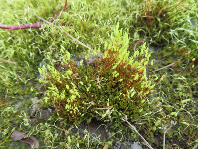 Slank braamknikmos (met kapsels) in natuurontwikkeling van de Binnenveldse Hooilanden bij Bennekom