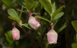 Vaccinium uliginosum 9, Rijsbes,