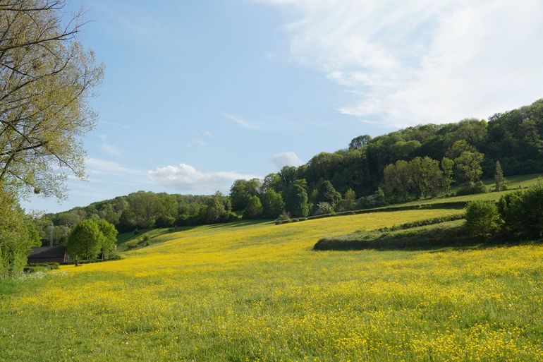 Een extensief beheerd weiland met een hoge bloemrijkdom in Zuid-Limburg