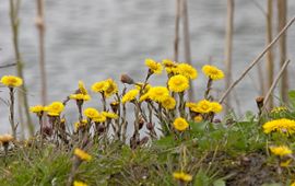 Tussilago farfara. Klein hoefblad