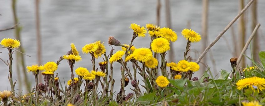 Tussilago farfara. Klein hoefblad