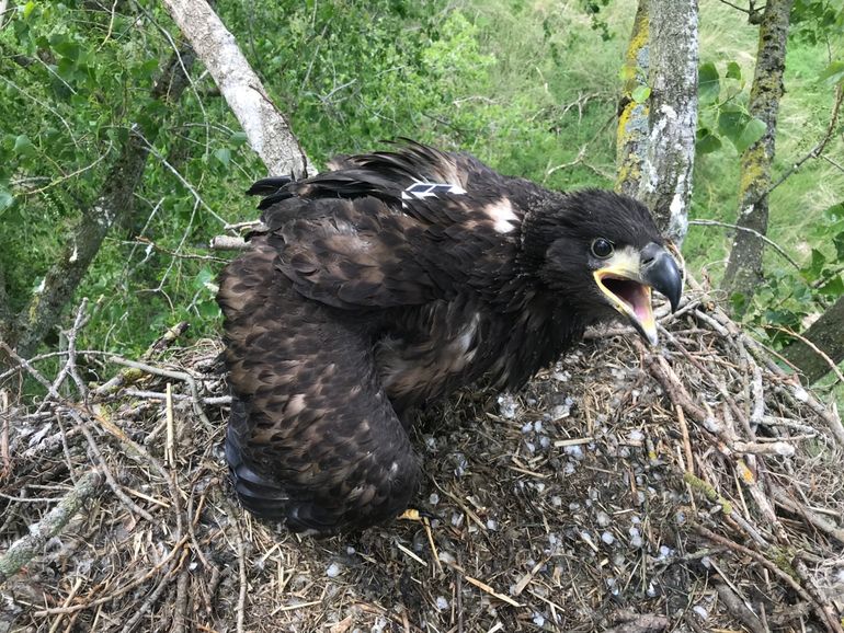 Jonge zeearend met GPS-zender in de Dordtse Biesbosch, 27 mei 2019