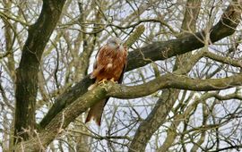 Adulte (4e kalenderjaar) rode wouw uit Drenthe op broedlocatie op de Veluwe, 12 april 2023