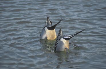 Pijlstaarten zijn grondeleenden, die hun voedsel meestal in ondiep water aan het oppervlak of net daaronder vinden