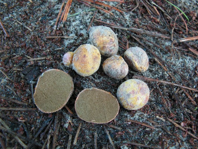 De zeldzame Geelroze vezeltruffels liggen soms als gerooide aardappels op het zand