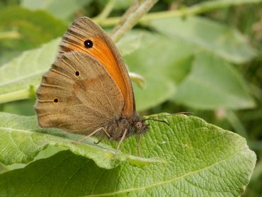 Bruin zandoogje kan op vliegplaatsen in groot aantal worden gevonden