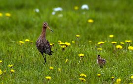 Limosa limosa. Grutto