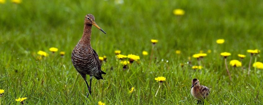 Limosa limosa. Grutto