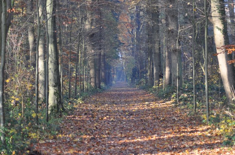 Een van de lanen in het bos, met oude bomen en nieuwe aanplant