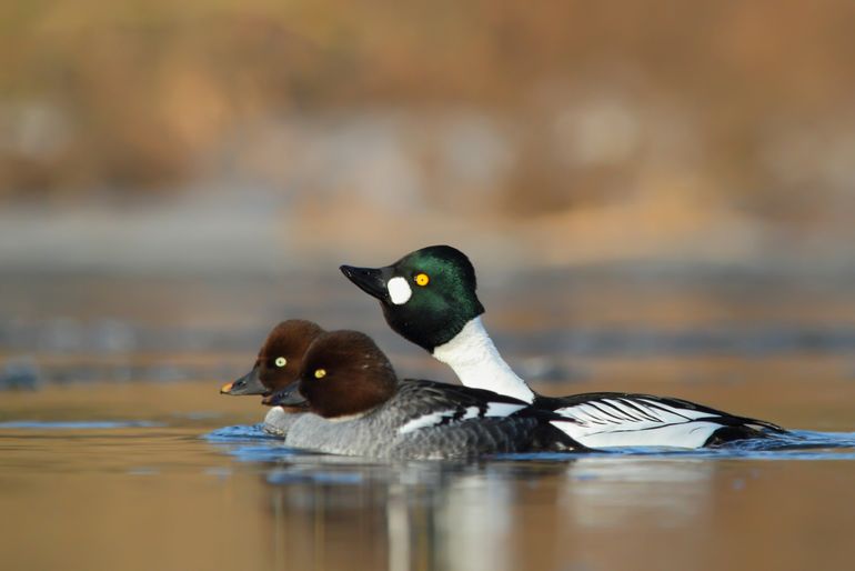 Vrouwtjes en mannetje brilduiker