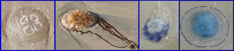Schijfkwallen aangespoeld op het strand. V.l.n.r.: Oorkwal, Kompaskwal, Blauwe haarkwal, Zeepaddestoel
