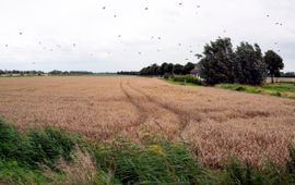 Buijtenland van Rhoon, rondweg Rhoon, wind, vogels, akker, akkernatuur, natuurinclusieve landbouw