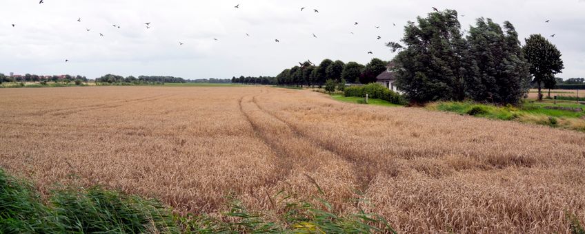 Buijtenland van Rhoon, rondweg Rhoon, wind, vogels, akker, akkernatuur, natuurinclusieve landbouw