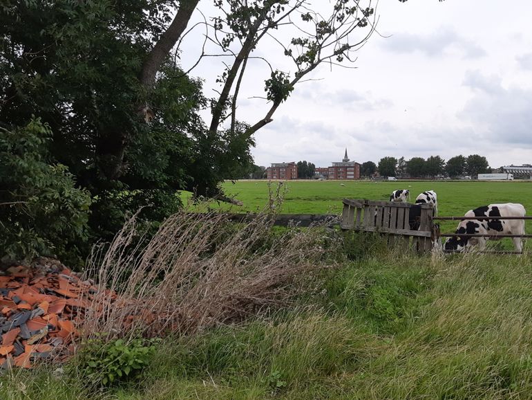 Uitgebloeide Tengere distel op nieuwe vindplaats in Zuid-Holland