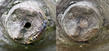 Nest van een ranonkelbij voor en na het dichtsmeren met links een knotswesp, een parasiet