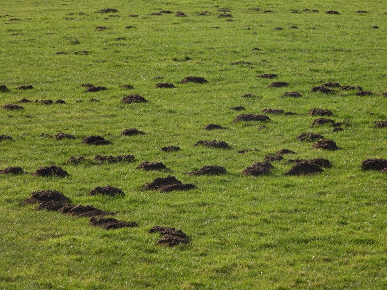 Een veld met molshopen