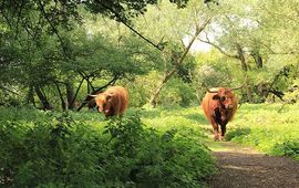 FREE Nature