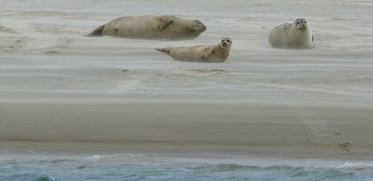 Zeehonden aan Borkumse kust