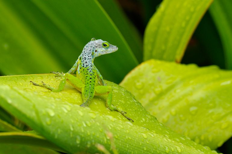 De krater van de slapende vulkaan The Quill op St. Eustatus is begroeid met altijd groen bos waar orchideeën, varens en mossen leefgebied zijn voor vele soorten, zoals de Panther anole (Anolis bimaculatus)