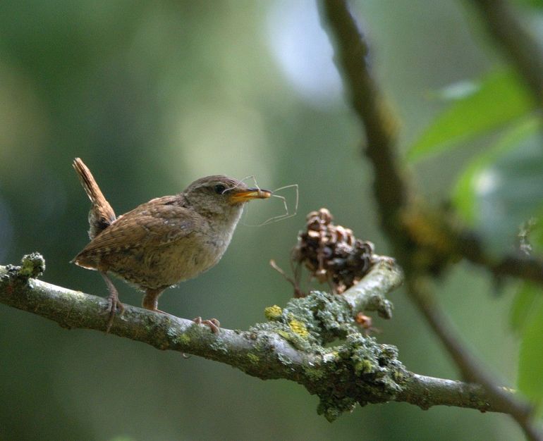 Aan hun dunne, fijne snavel zie je dat winterkoningen insecteneters zijn. Met dit precieze gereedschap peuren ze ook in boomschors