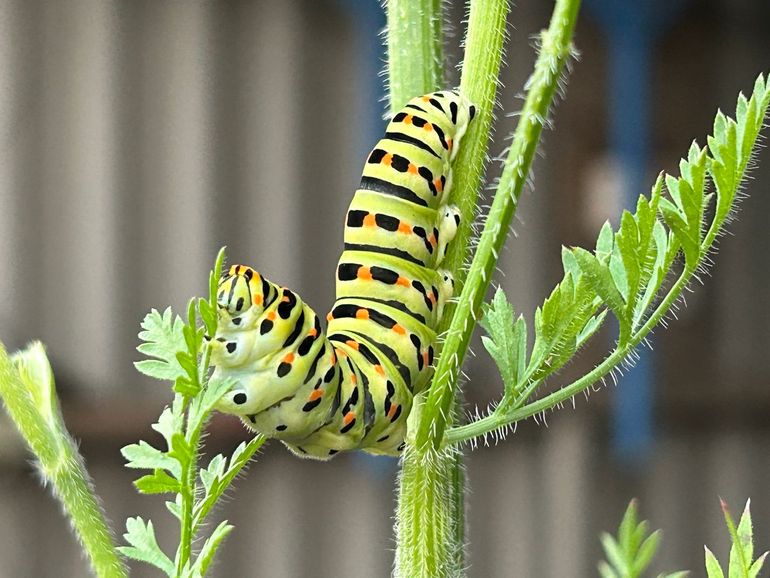 De rups van de koninginnenpage is al net zo mooi als de vlinder zelf