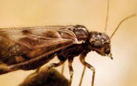 Theodoor Heijerman De stofluis Philotarsus parviceps.
Foto voor thumbnail