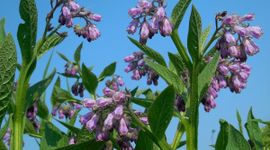 Symphytum officinale. Gewone smeerwortel