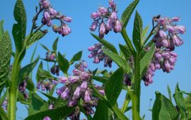Symphytum officinale. Gewone smeerwortel