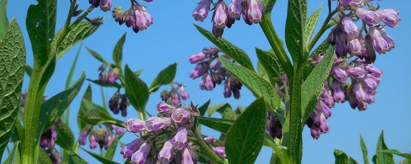 Symphytum officinale. Gewone smeerwortel