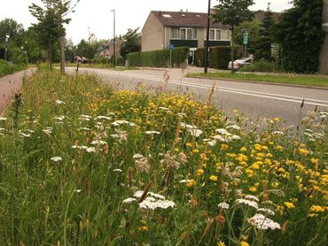 Bloemrijke bermen zijn ook binnen de bebouwde kom prima mogelijk. Bloemen voor vlinders, bijen en mensen.