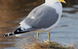 Donna A. Dewhurst, U.S. Fish and Wildlife Service Stormmeeuw Larus canus, http://www.fws.gov/