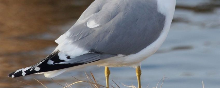 Stormmeeuw Larus canus, http://www.fws.gov/