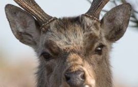 Clifton Beard sika hert
