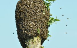 K. Heeres Bijenzwerm op knotwilg