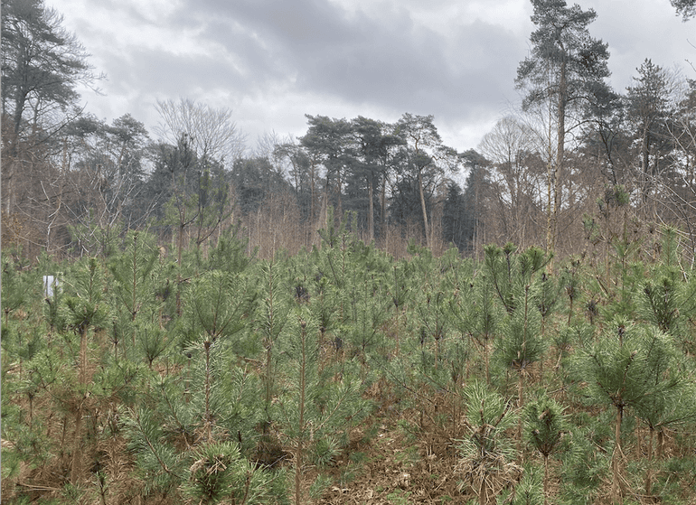 Bosverjonging in een van de voorbeeldbossen van LIFE Climate Forest