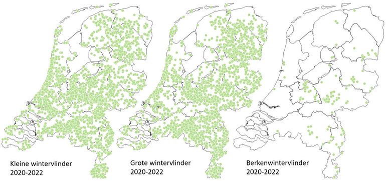 Waarnemingen van de drie wintervlinders vanaf 2020