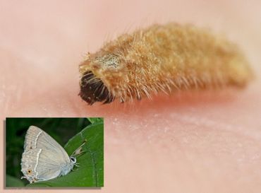 Ook de rups van de eikenpage (inzetje: vlinder) is nu aanwezig in de eiken en wordt door de middelen gedood