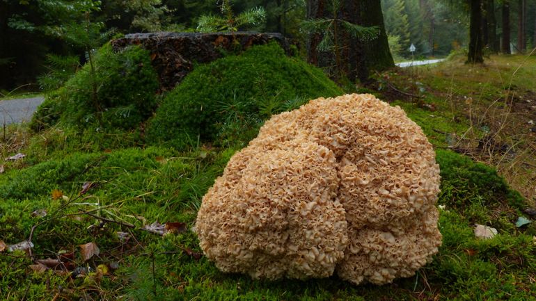 Enorme Grote sponszwam in Ommen-Beerze