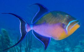 Queen Triggerfish (Balistes vetula)