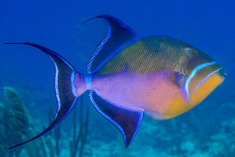 Queen Triggerfish